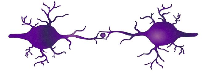 Conectoma de oportunidades
